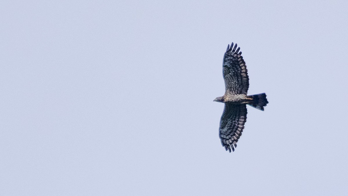 Oriental Honey-buzzard - ML419485641