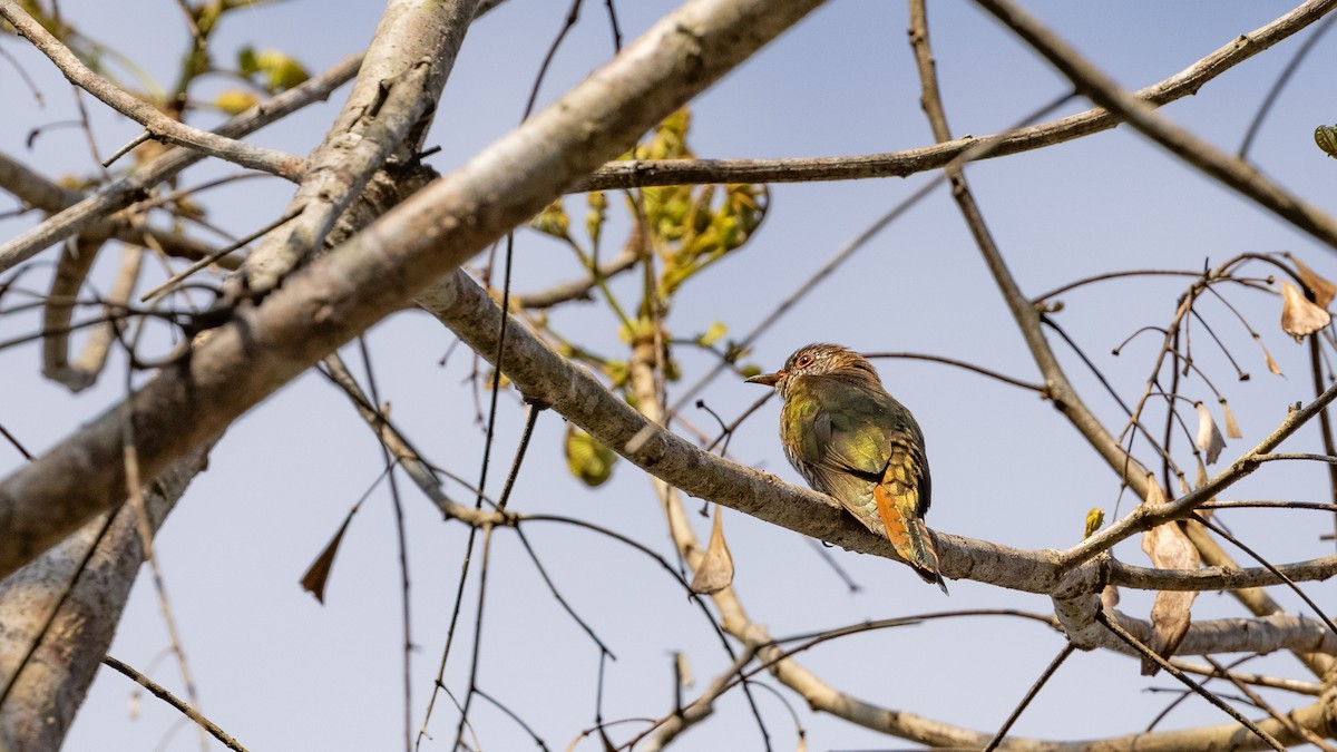 Violet Cuckoo - ML419485791