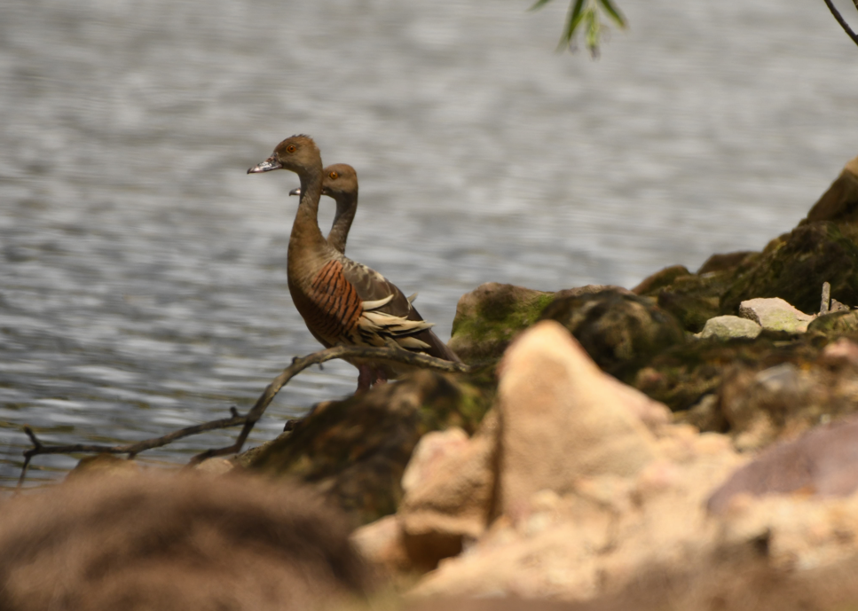 Plumed Whistling-Duck - ML419485991