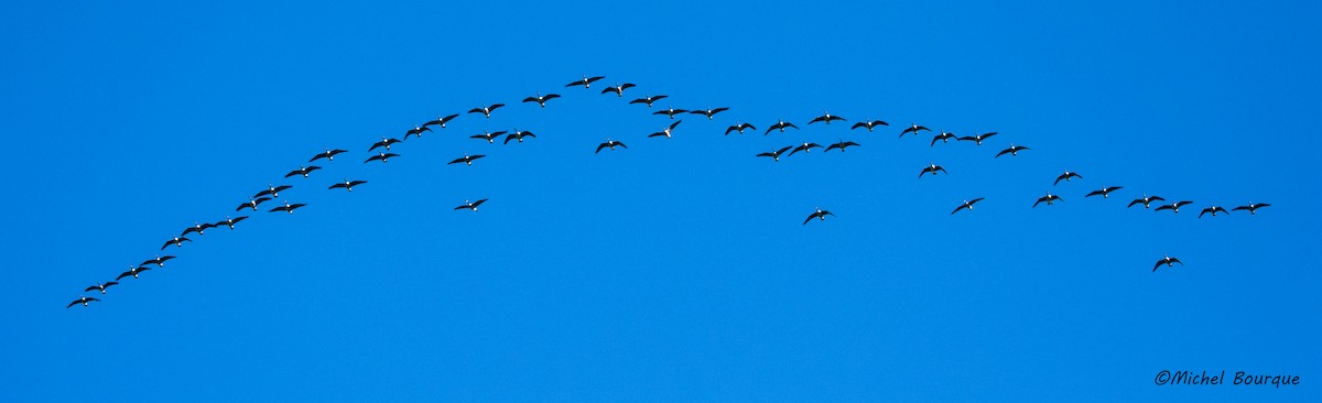 Канадская казарка - ML41948621