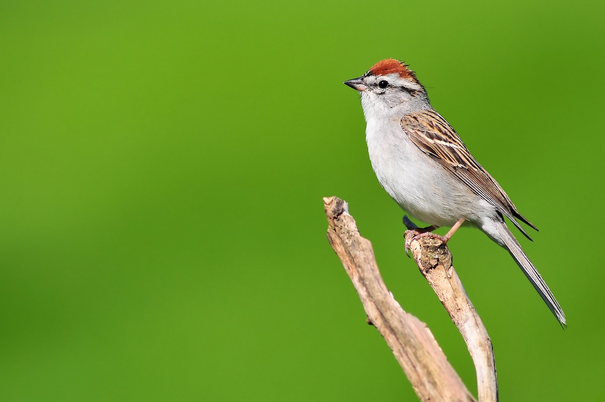 Chipping Sparrow - ML41948631