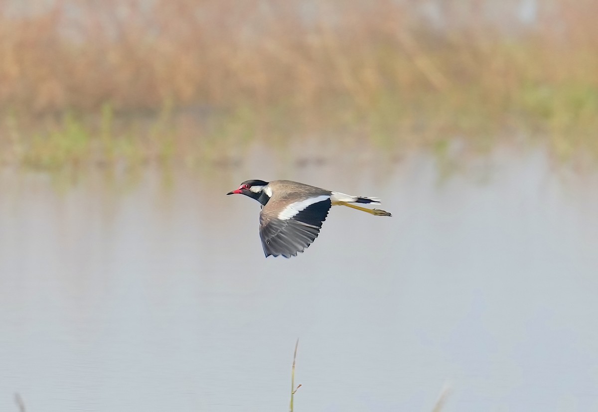 Red-wattled Lapwing - ML419486391