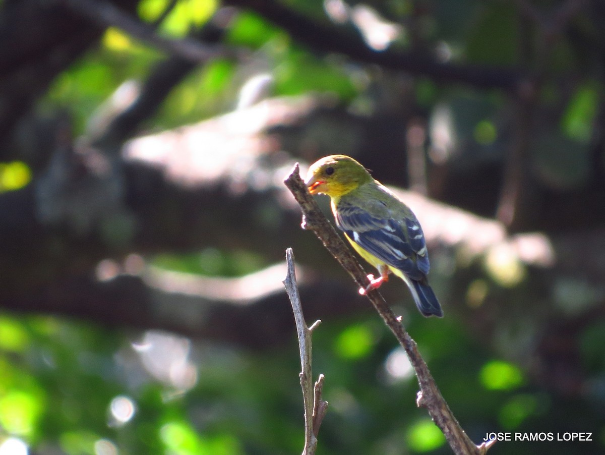 Lesser Goldfinch - ML41948911