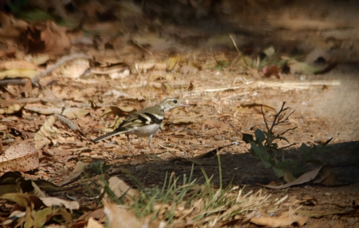Forest Wagtail - ML419489391
