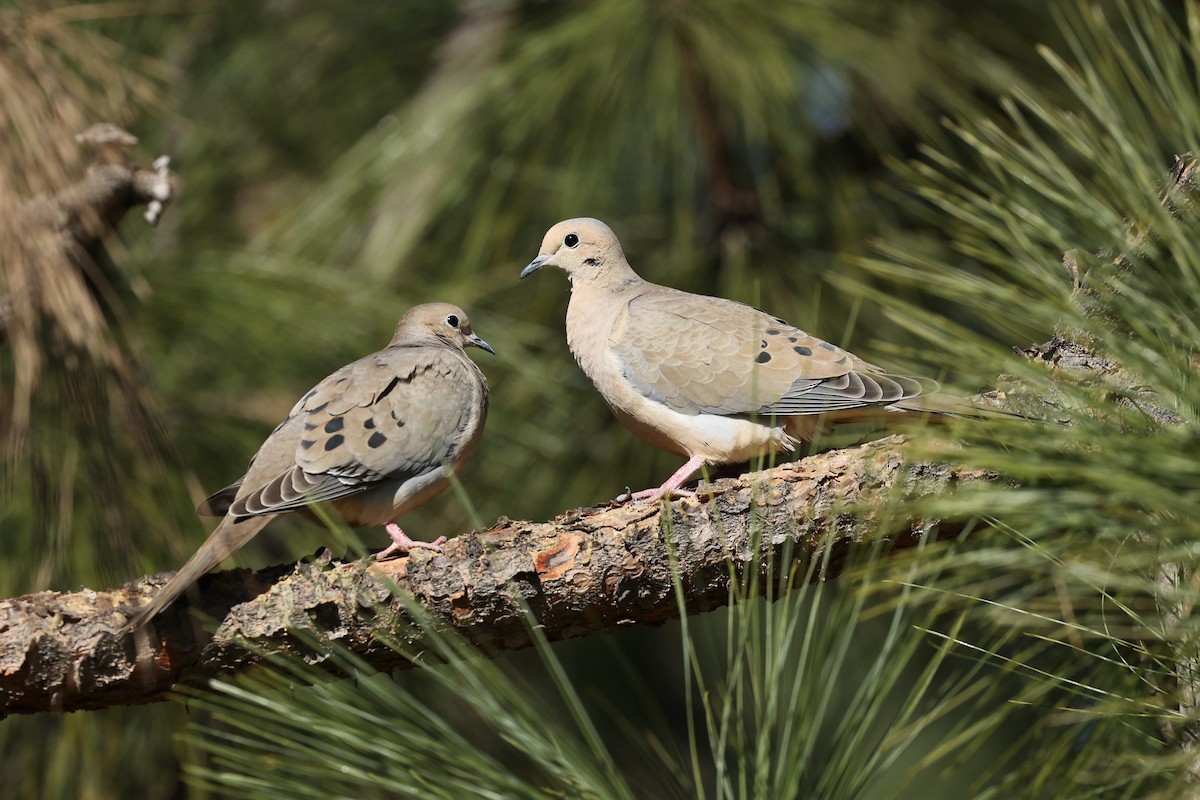 Mourning Dove - Harold Reeve