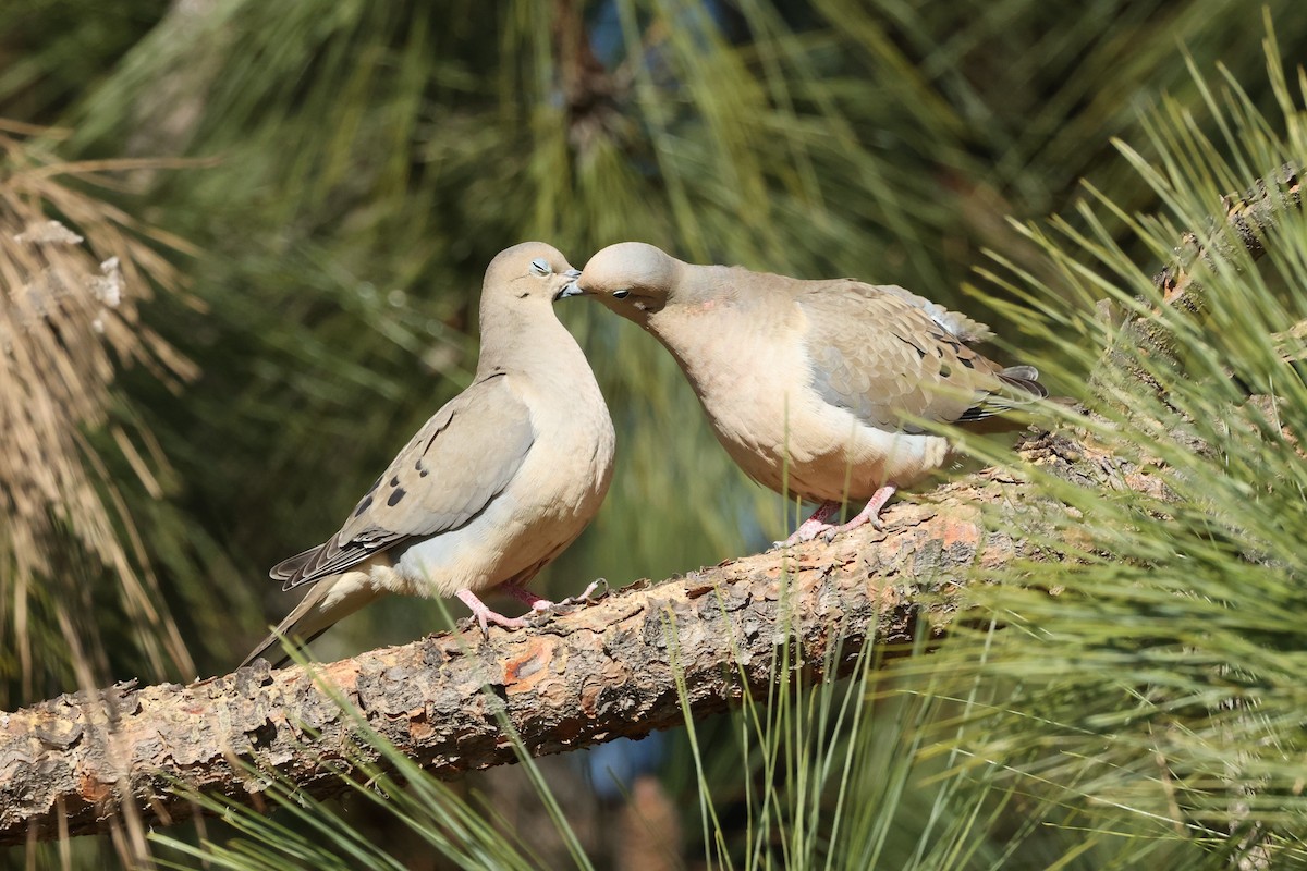 Mourning Dove - Harold Reeve