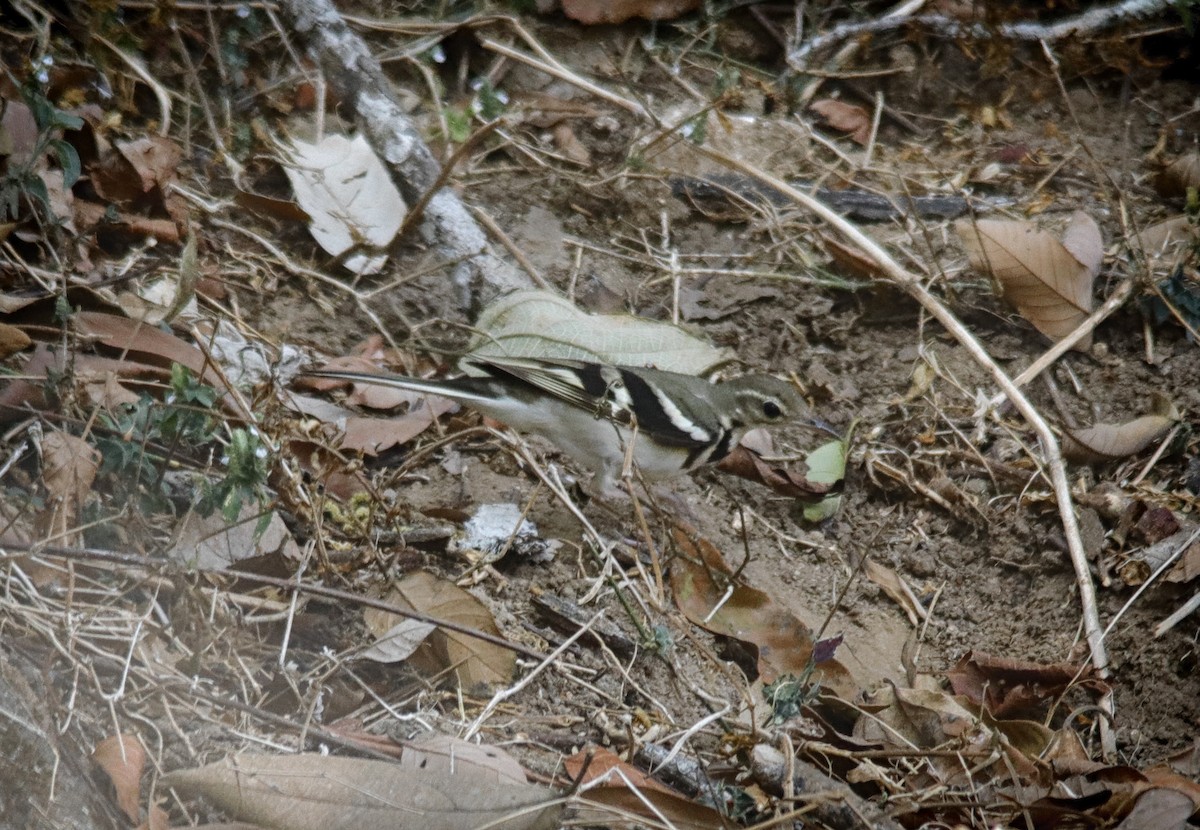 Forest Wagtail - ML419489881