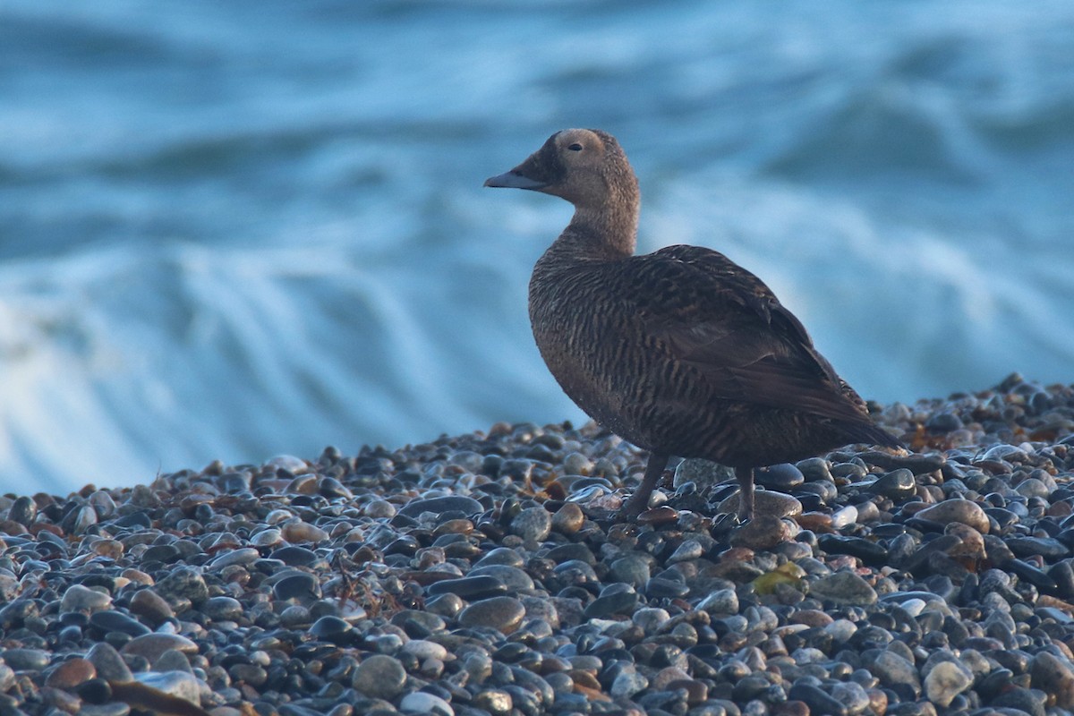 Spectacled Eider - ML419490081