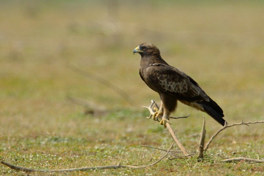 Booted Eagle - ML419490541