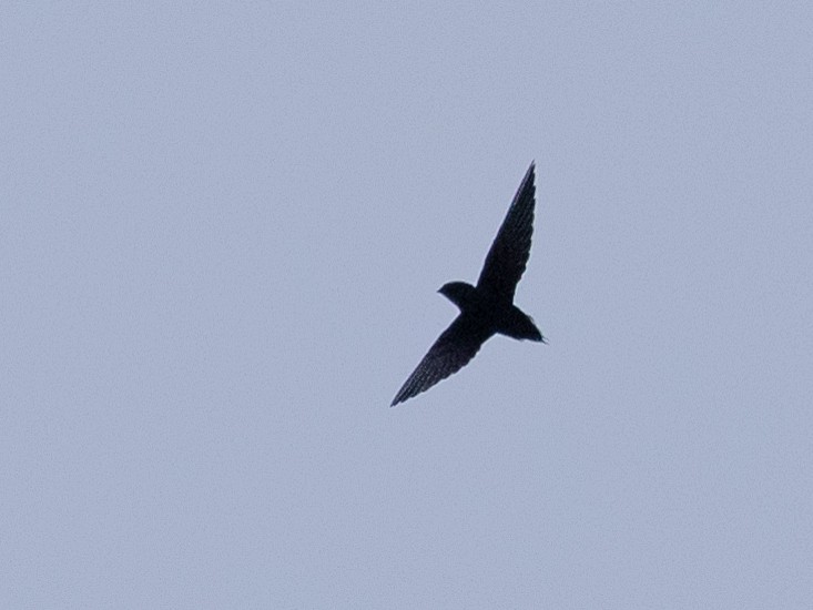 Silver-rumped Spinetail - ML419491091