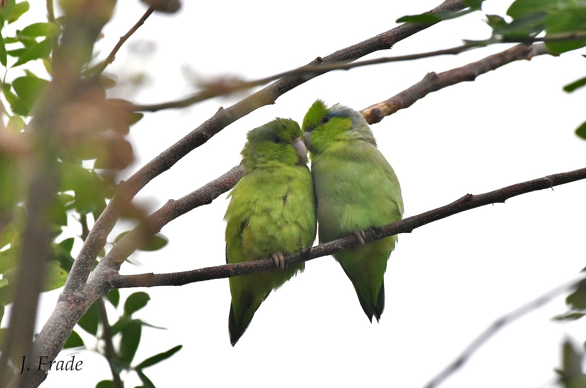 Pacific Parrotlet - ML419491551