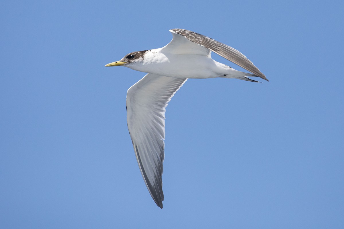 Great Crested Tern - Isaac Clarey