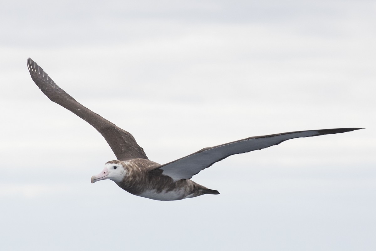 albatros amsterdamský - ML419492291