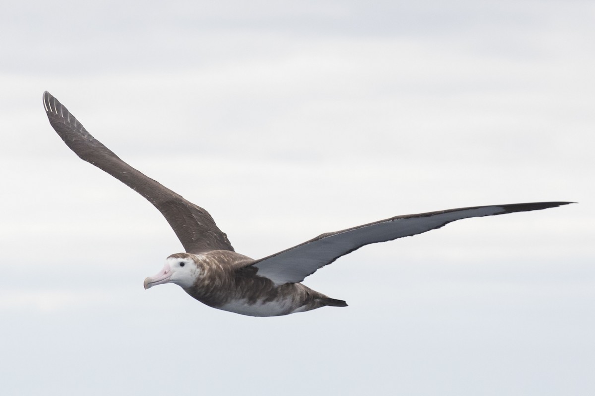 Amsterdam Albatross - Isaac Clarey