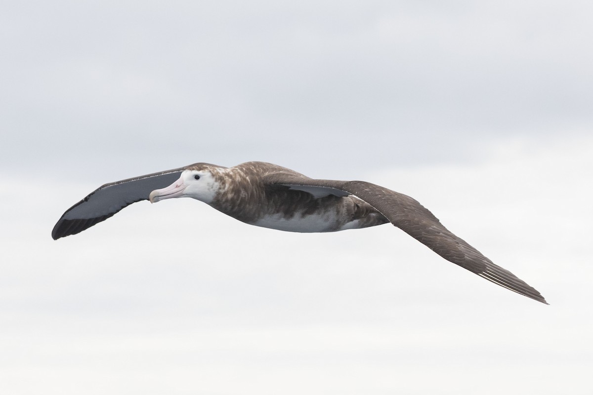 albatros amsterdamský - ML419492301