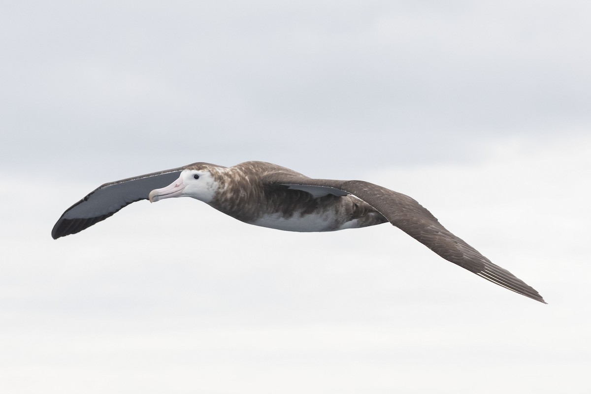 Amsterdam Albatross - ML419492301