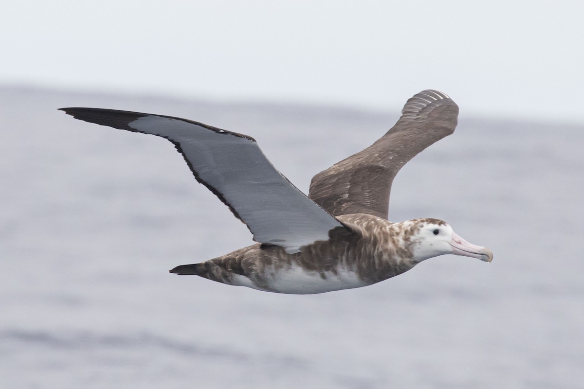 Amsterdam Albatross - ML419492311