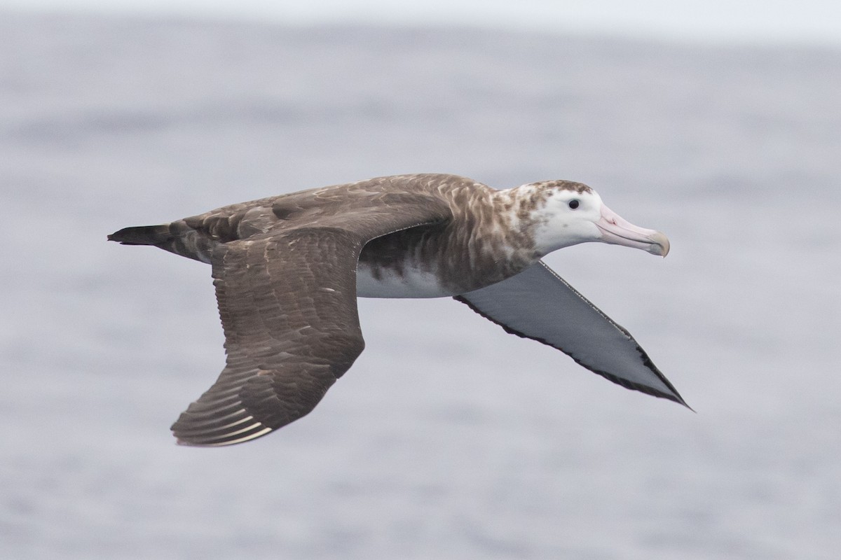 Amsterdam Albatross - Isaac Clarey