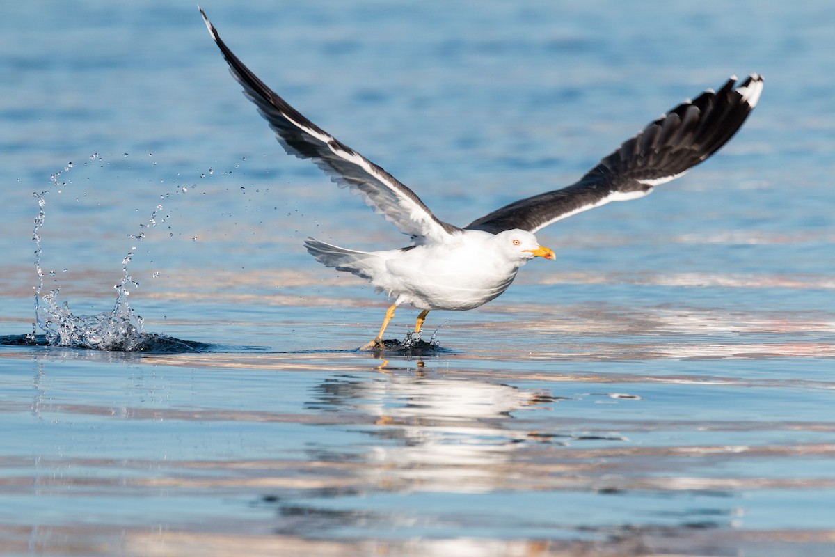 Lesser Black-backed Gull - Rubén López Baena