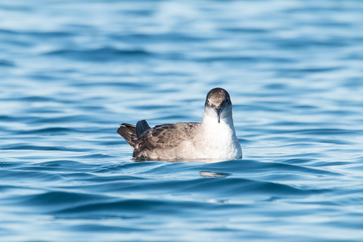 Balearic Shearwater - ML419492661