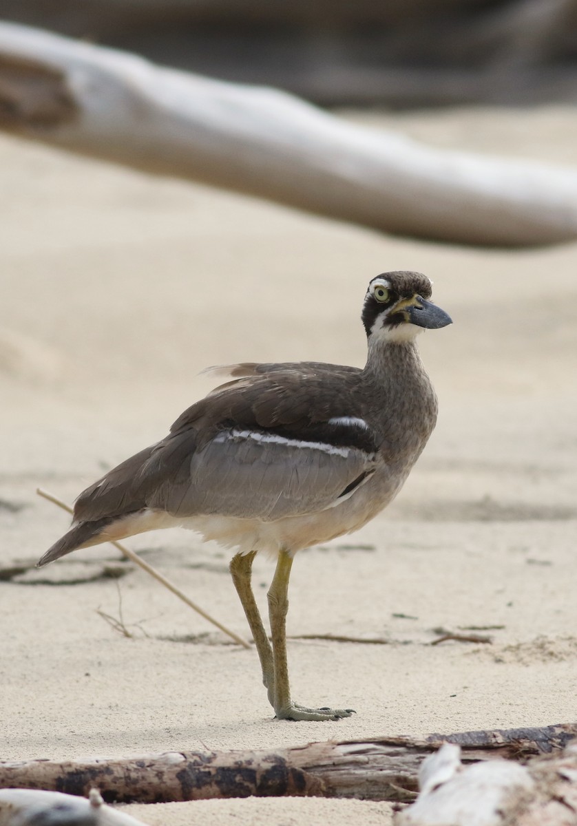 Beach Thick-knee - ML419494231