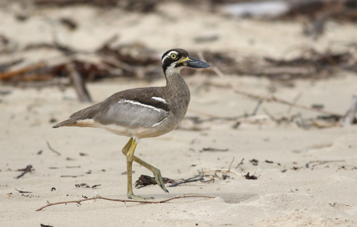 Beach Thick-knee - ML419494341