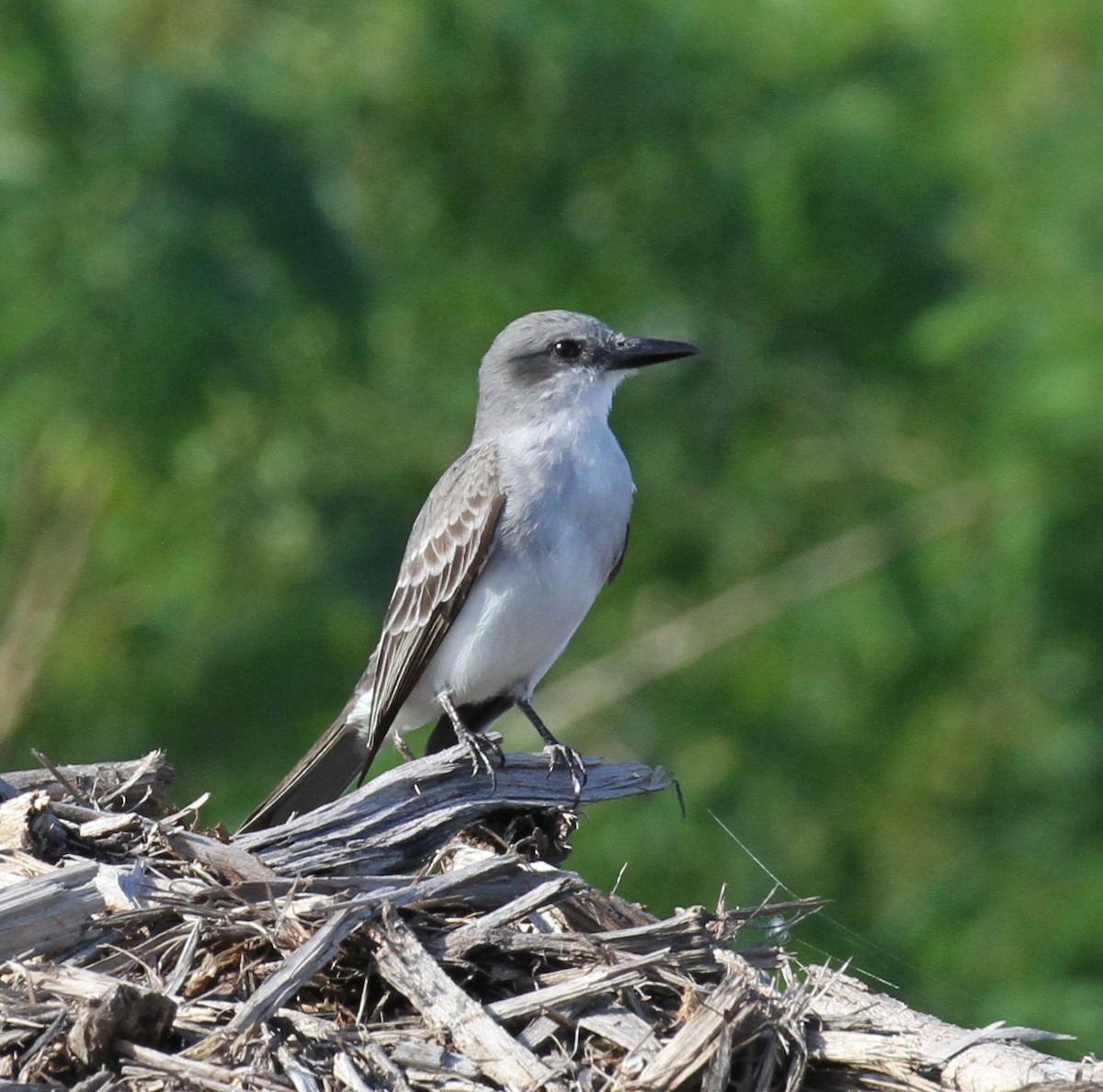 Gray Kingbird - Lisa Yntema