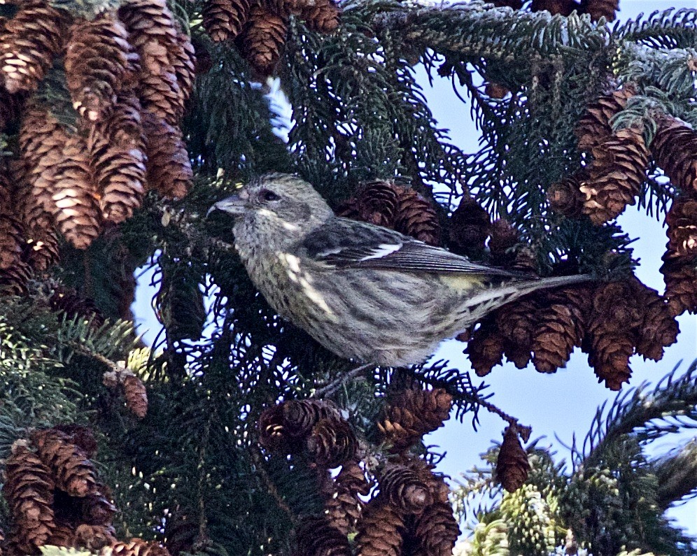 White-winged Crossbill - ML419497131