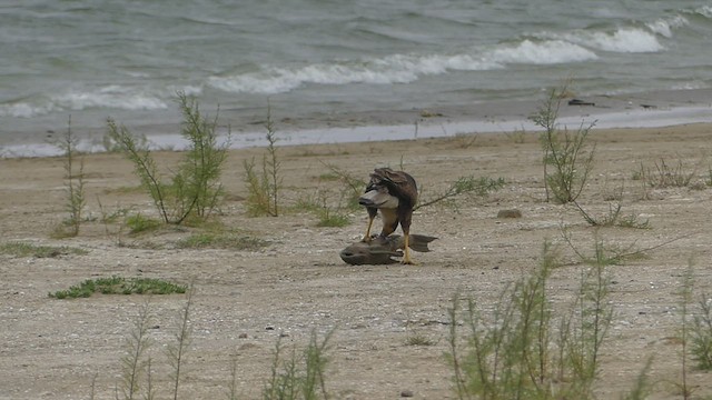 Caracara huppé (cheriway) - ML419499441