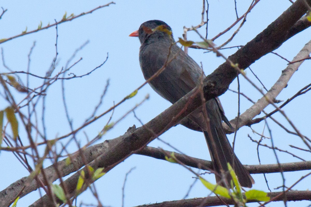 Malagasy Bulbul - ML419499541