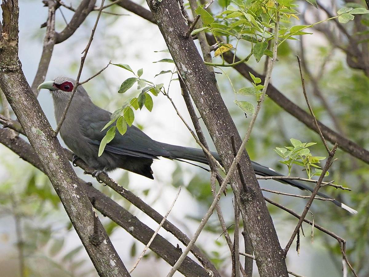 Büyük Gri Malkoha - ML419501331