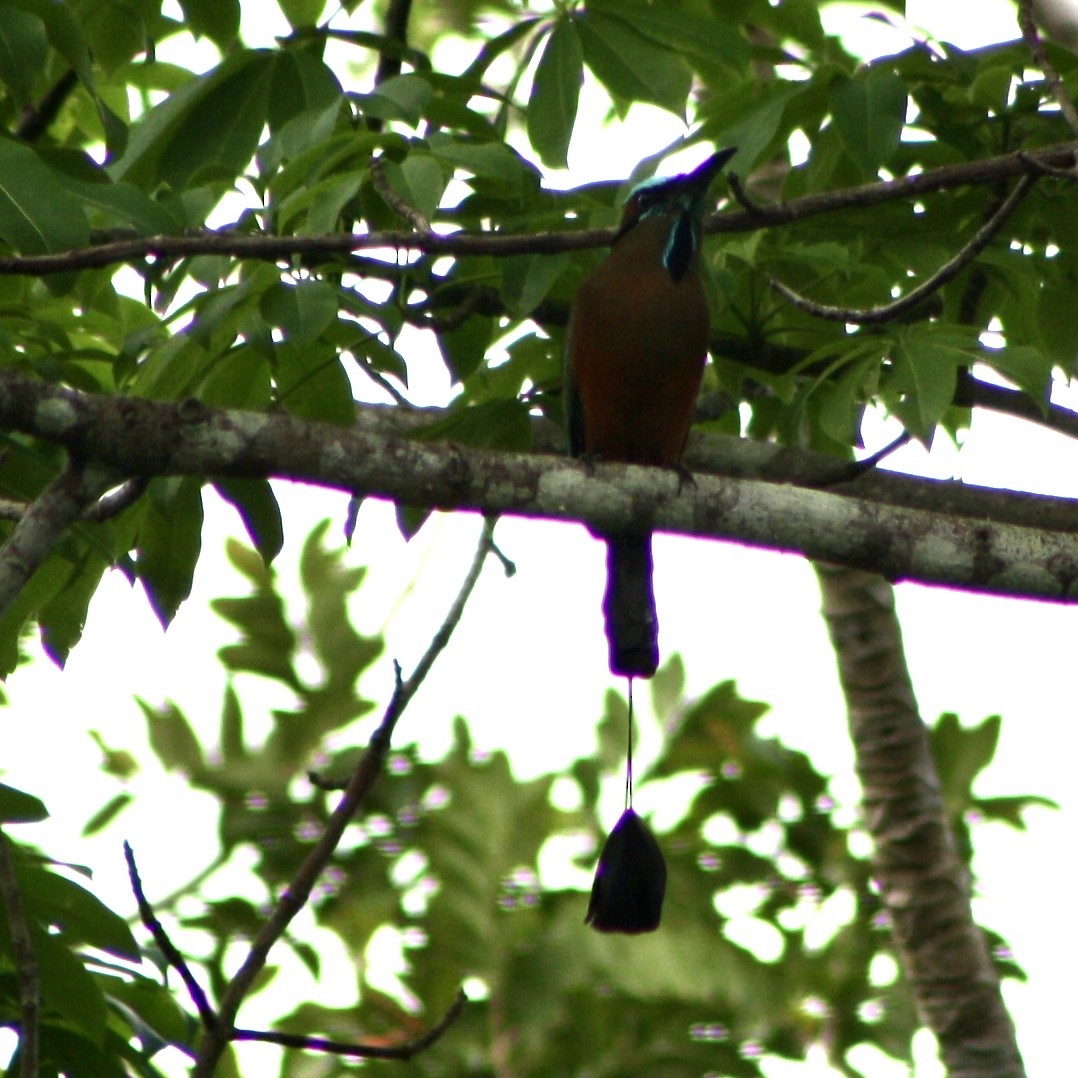 Turquoise-browed Motmot - ML419505411