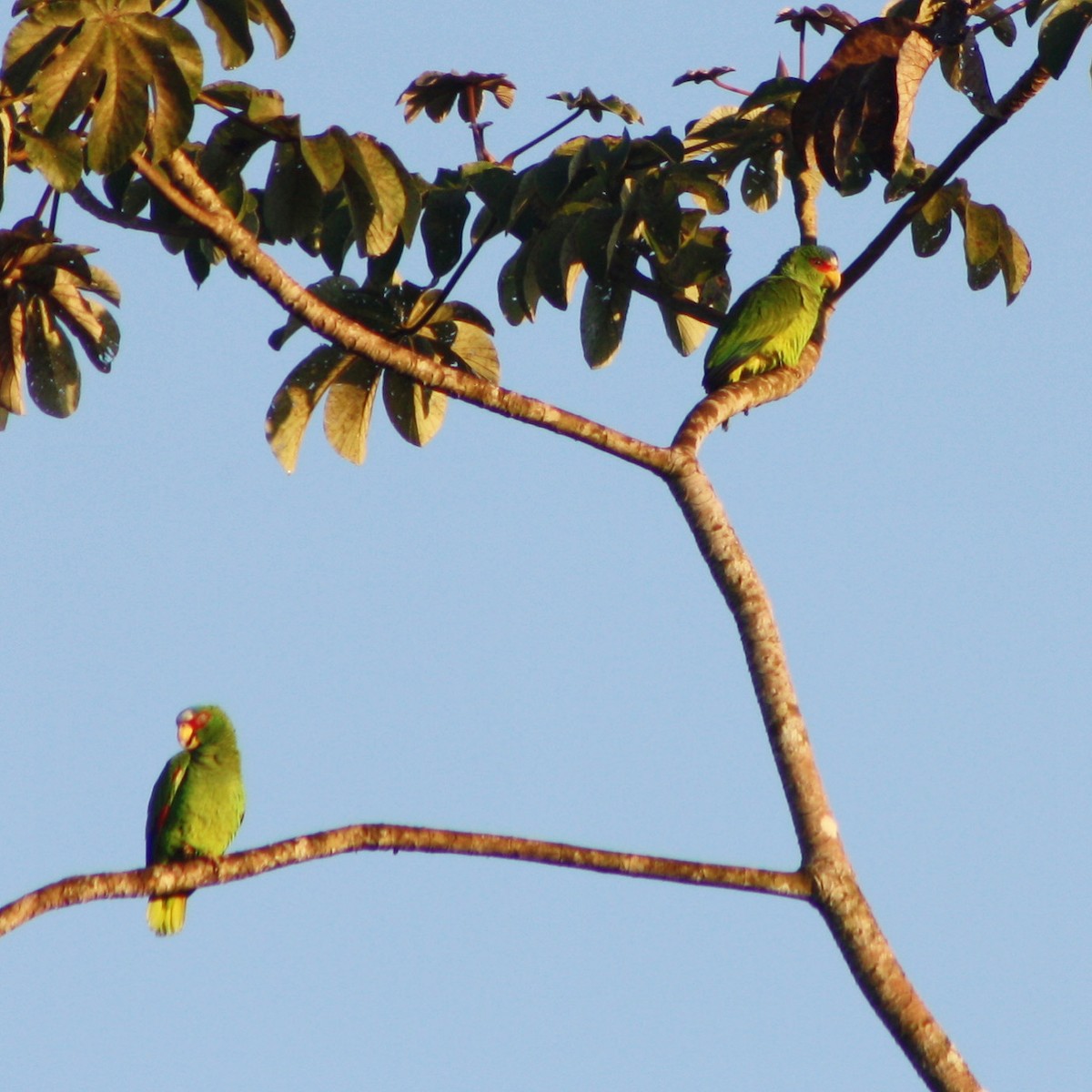 White-fronted Parrot - Leah Dodd