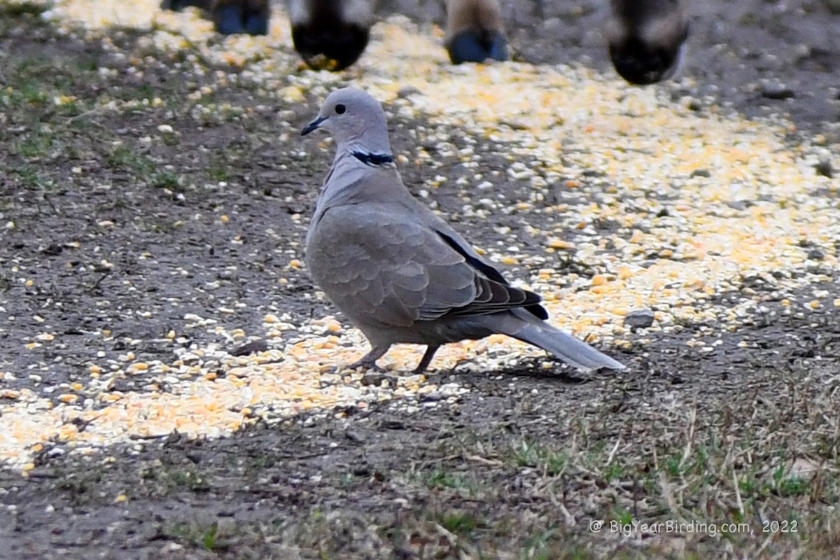 灰斑鳩 - ML419506001