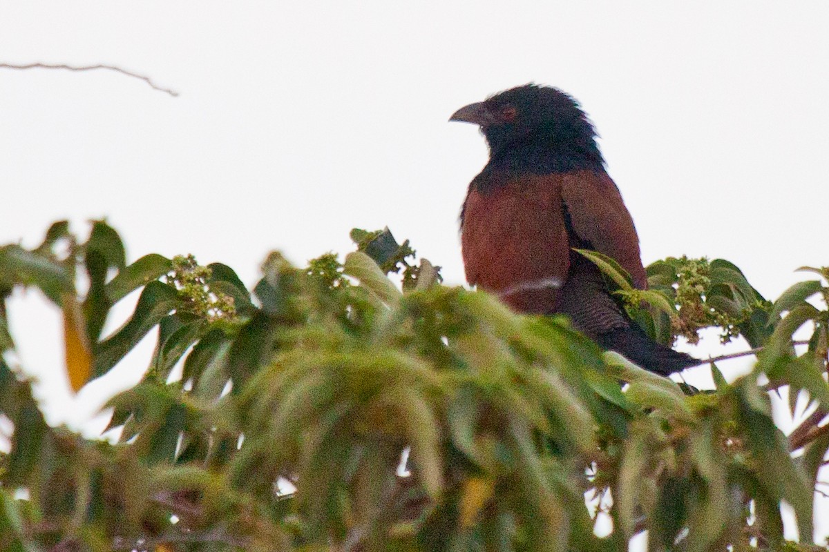 Malagasy Coucal - Sue Wright