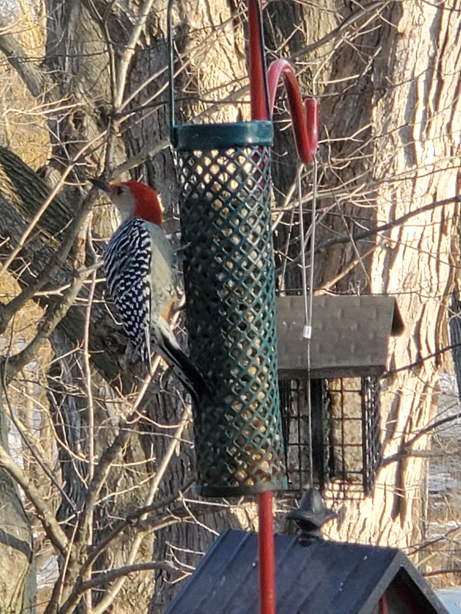 Red-bellied Woodpecker - ML419511221