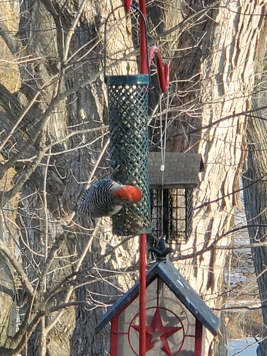 Red-bellied Woodpecker - ML419511271