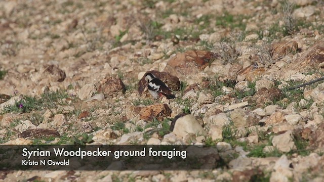 Syrian Woodpecker - ML419511511