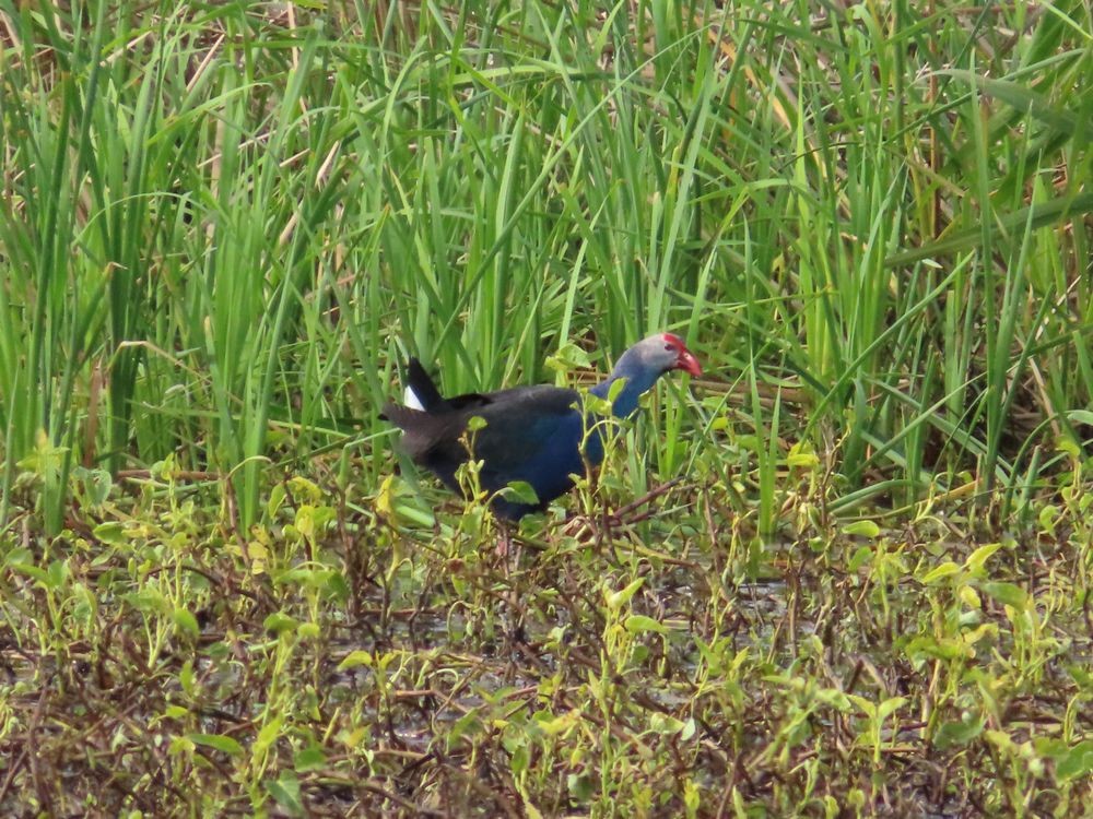 Gray-headed Swamphen - Kaichi Huang