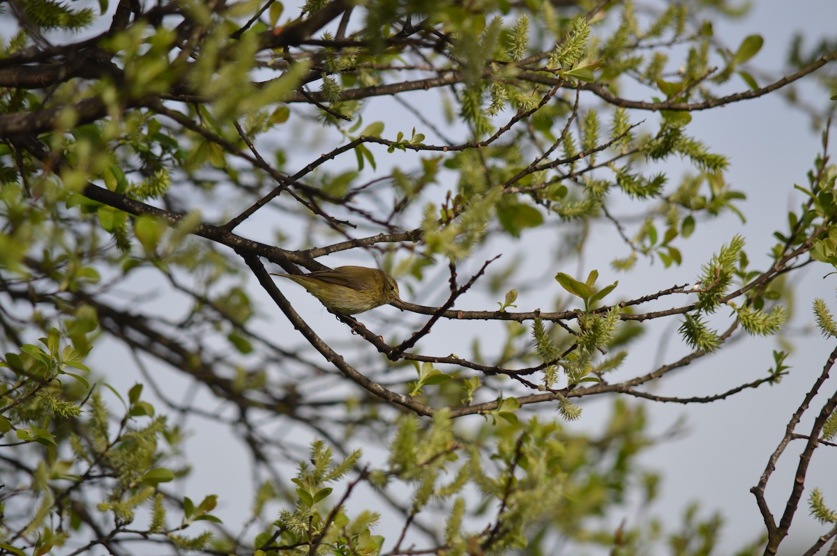 Common Chiffchaff - ML419512701