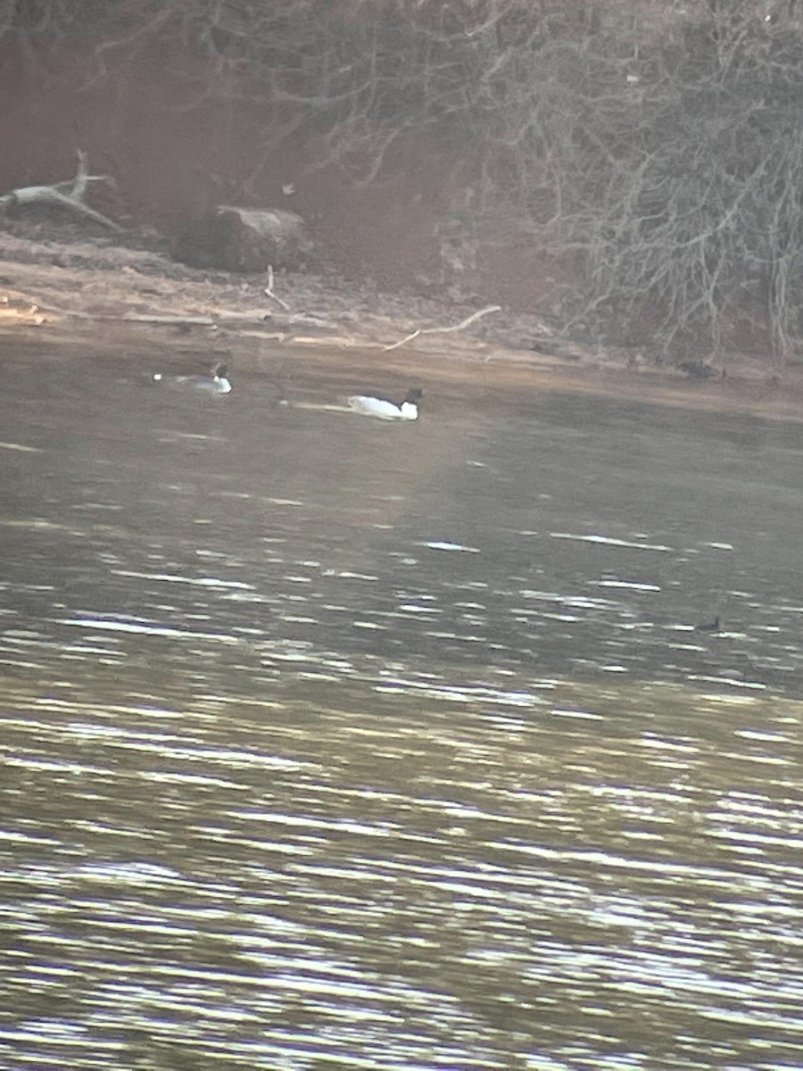 Common Merganser (North American) - ML419512961