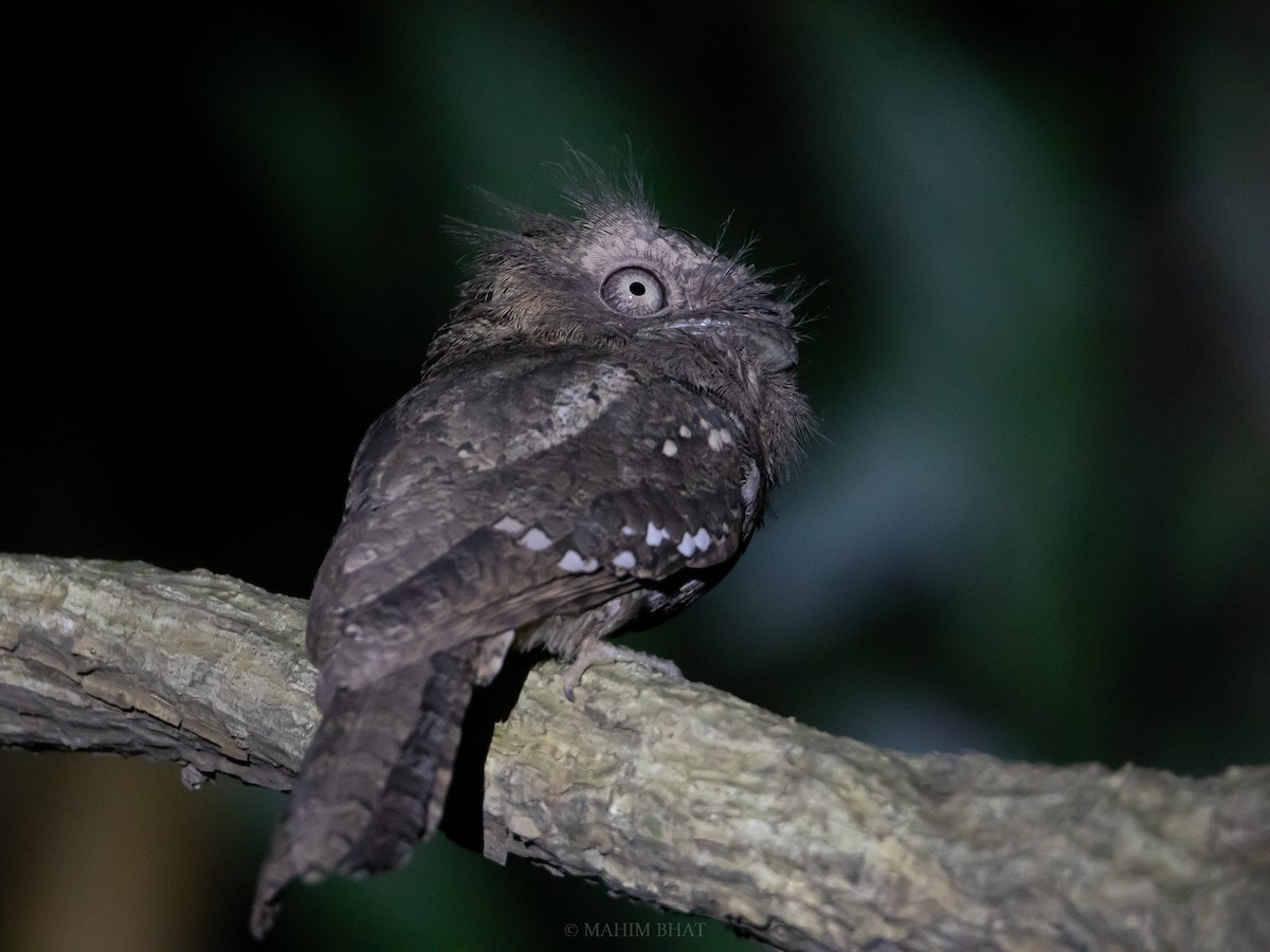 Sri Lanka Frogmouth - ML419514431