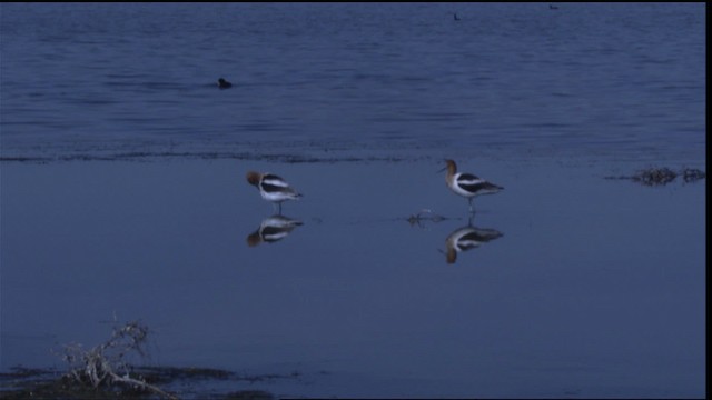 Avocette d'Amérique - ML419515