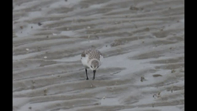 Sanderling - ML419517781