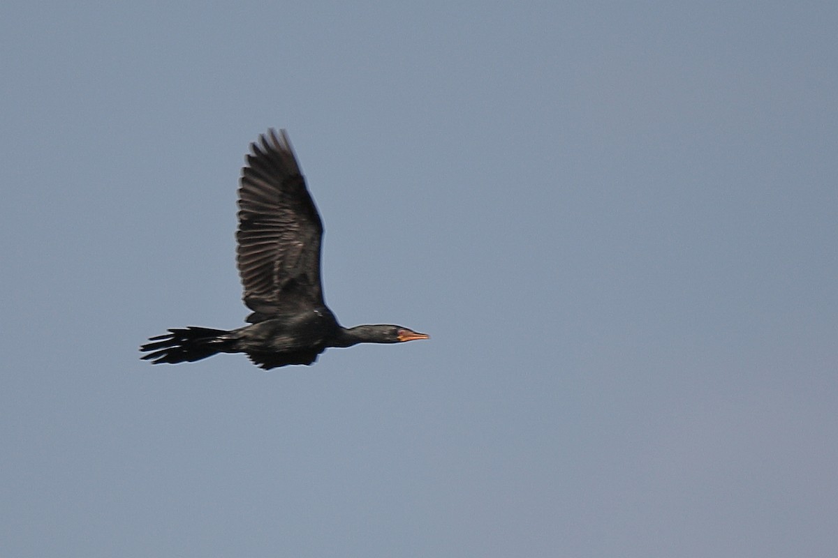 Long-tailed Cormorant - ML419517871