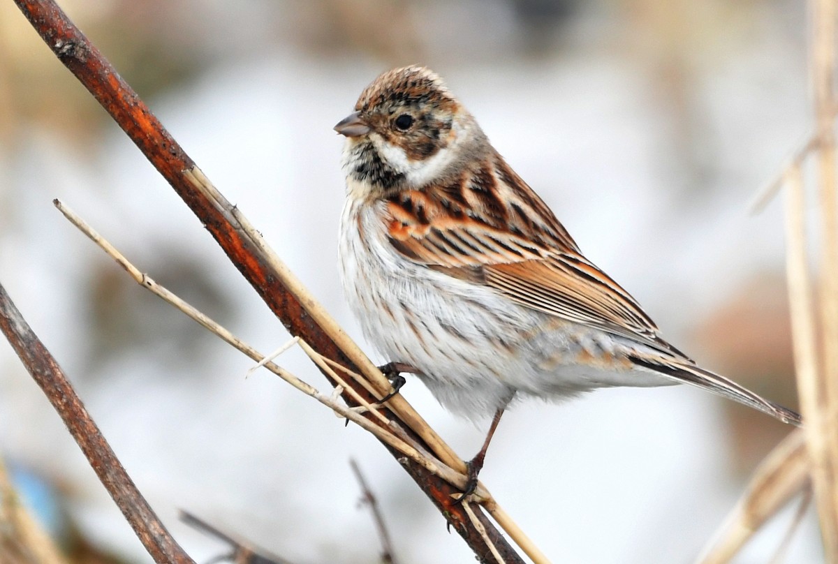 Reed Bunting - ML419518451