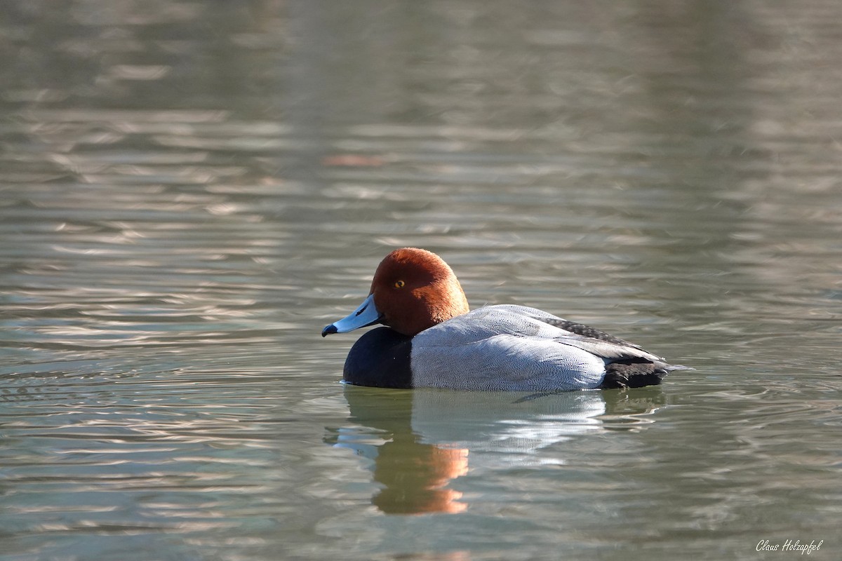 Redhead - ML419518501