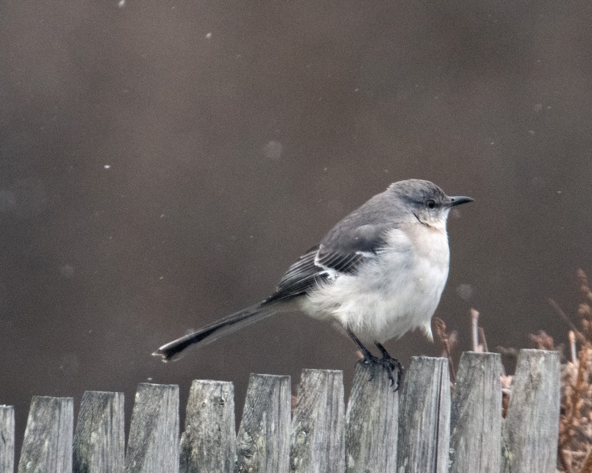 Northern Mockingbird - ML419519501