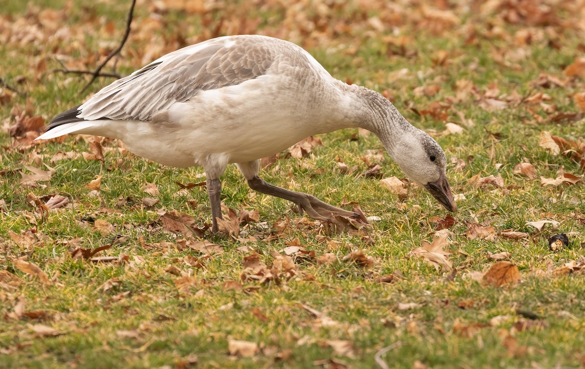 Snow Goose - ML419520301