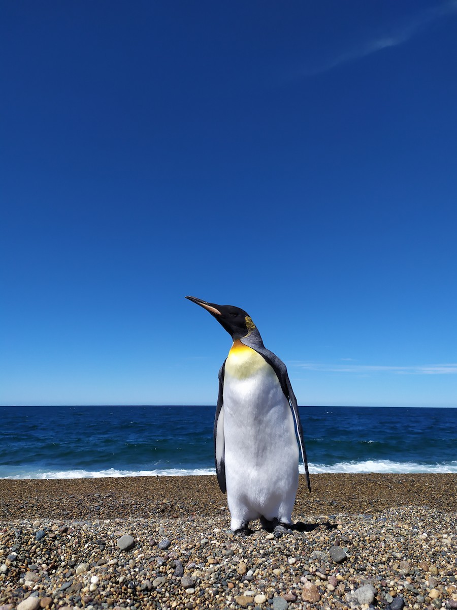 Королевский пингвин - ML419521651